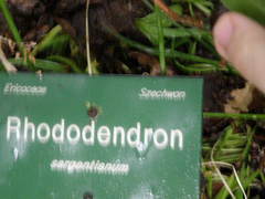 Rhododendron sargentianum