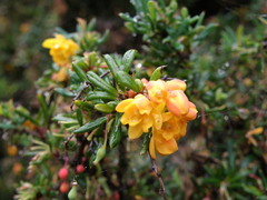 Berberis × stenophylla