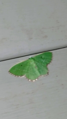 Nemoria lixaria