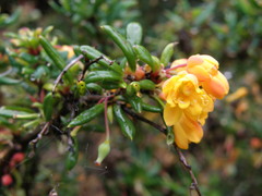 Berberis × stenophylla