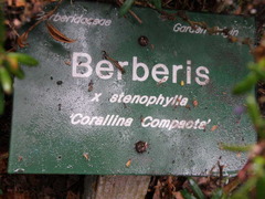 Berberis × stenophylla