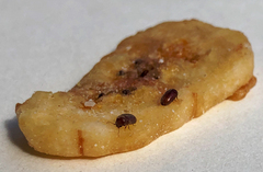 Lasioderma