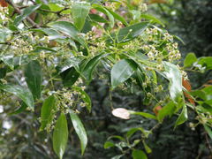 Euonymus lucidus