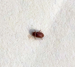 Lasioderma