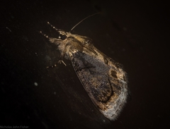 Zalissa catocalina