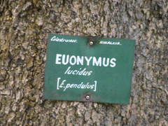 Euonymus lucidus