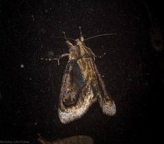 Zalissa catocalina