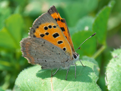 Lycaena phlaeas
