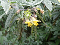 Piptanthus nepalensis