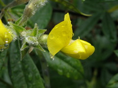 Piptanthus nepalensis