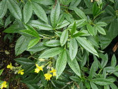 Piptanthus nepalensis