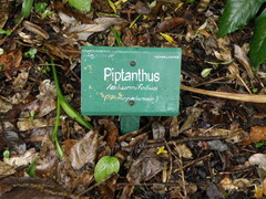 Piptanthus nepalensis