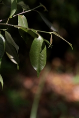 Ilex ficoidea, photograph author not stated, no rights reserved
