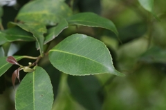 Ilex ficoidea, photograph author not stated, no rights reserved