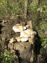 Cyclocybe parasitica