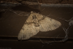 Syneora adelphodes