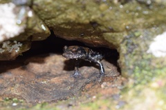 Plethodon petraeus