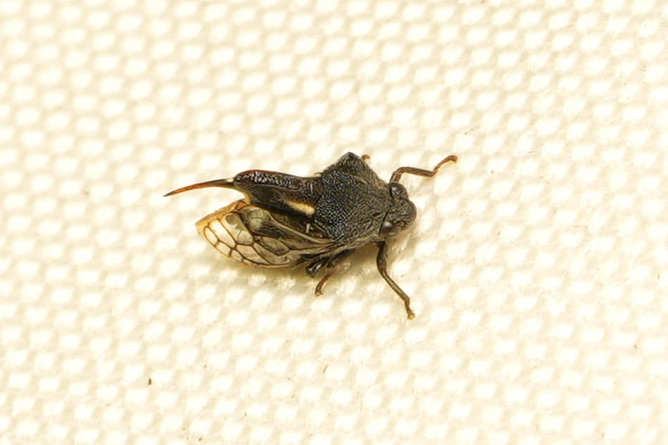 Machaerota fukienicola