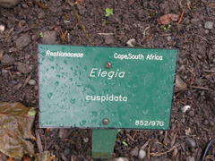 Elegia cuspidata
