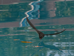Chaetura brachyura
