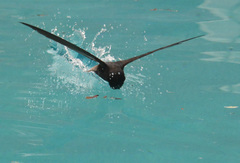 Chaetura brachyura