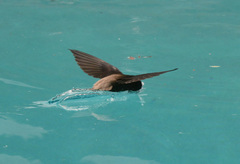 Chaetura brachyura