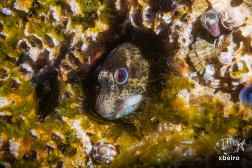 Lipophrys pholis