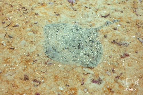 Raja undulata