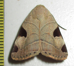 Honeyia clearchus