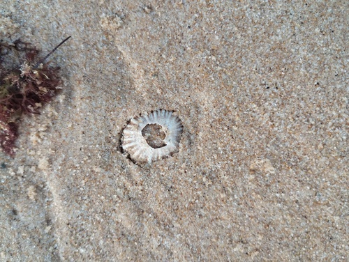 Siphonaria hispida