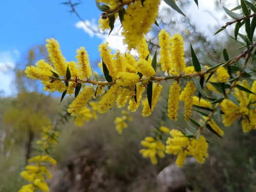 Spike Wattle (Acacia oxycedrus)