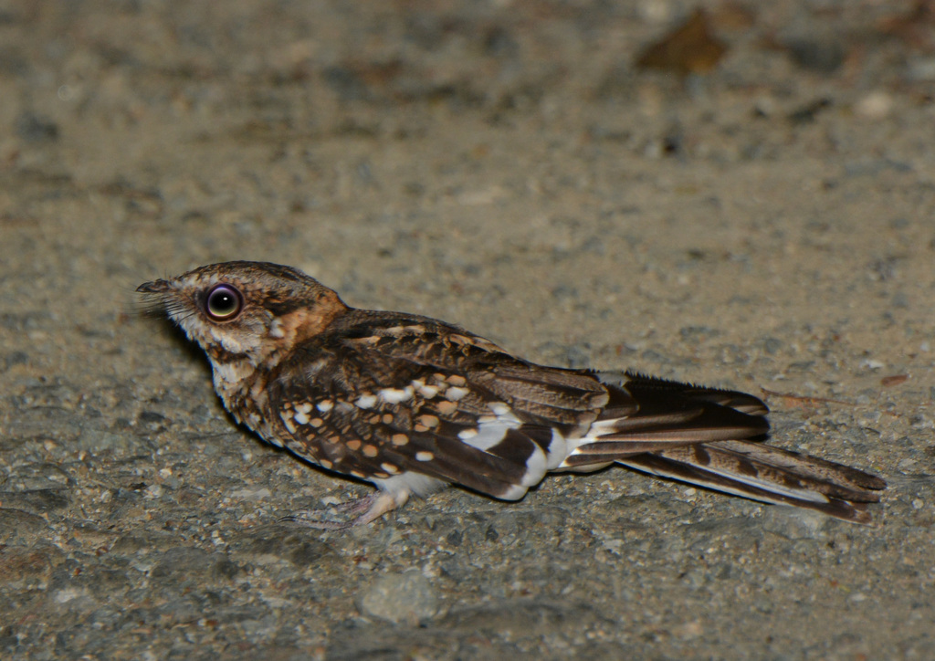 White-tailed Nightjar