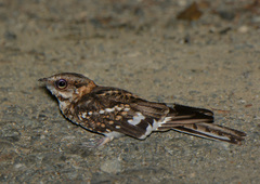 Hydropsalis cayennensis