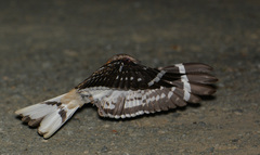 Hydropsalis cayennensis