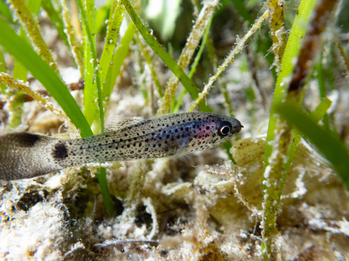 Gelatinous Cardinalfish