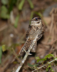 Hydropsalis cayennensis