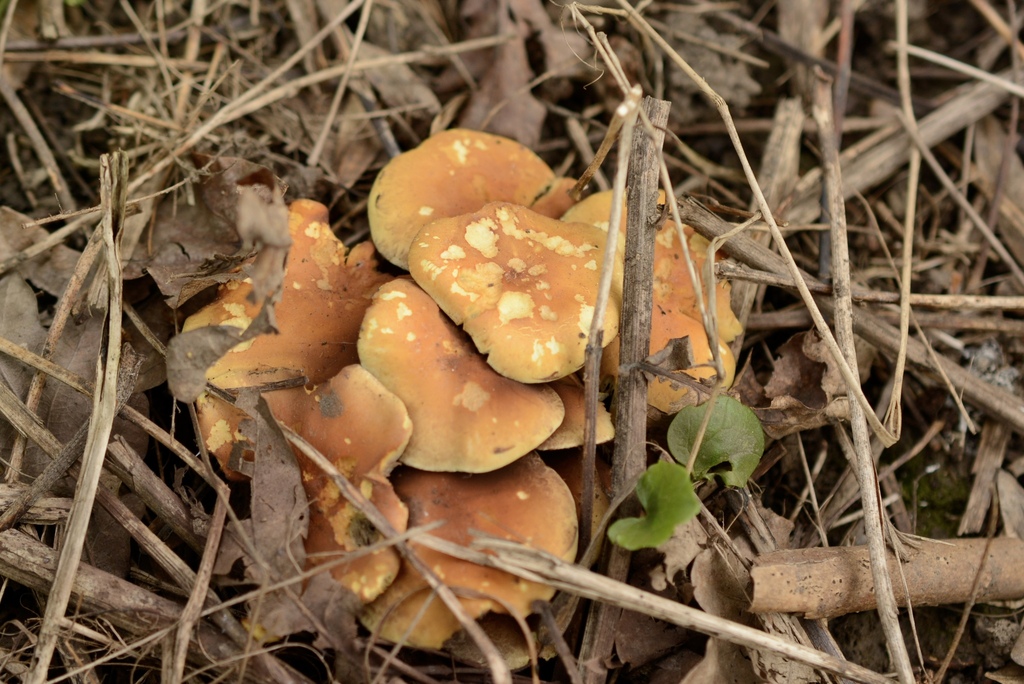 Hypholoma fasciculare · April 2026 · photo: © cryptomarasmius (iNaturalist, cc-by)