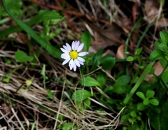 Astranthium ciliatum