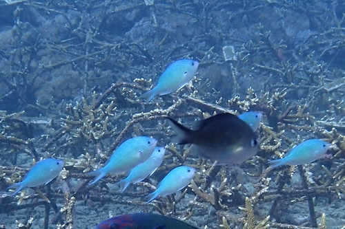 Black-axil Chromis (Chromis atripectoralis)