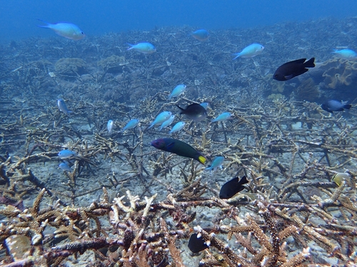 Black-axil Chromis (Chromis atripectoralis)