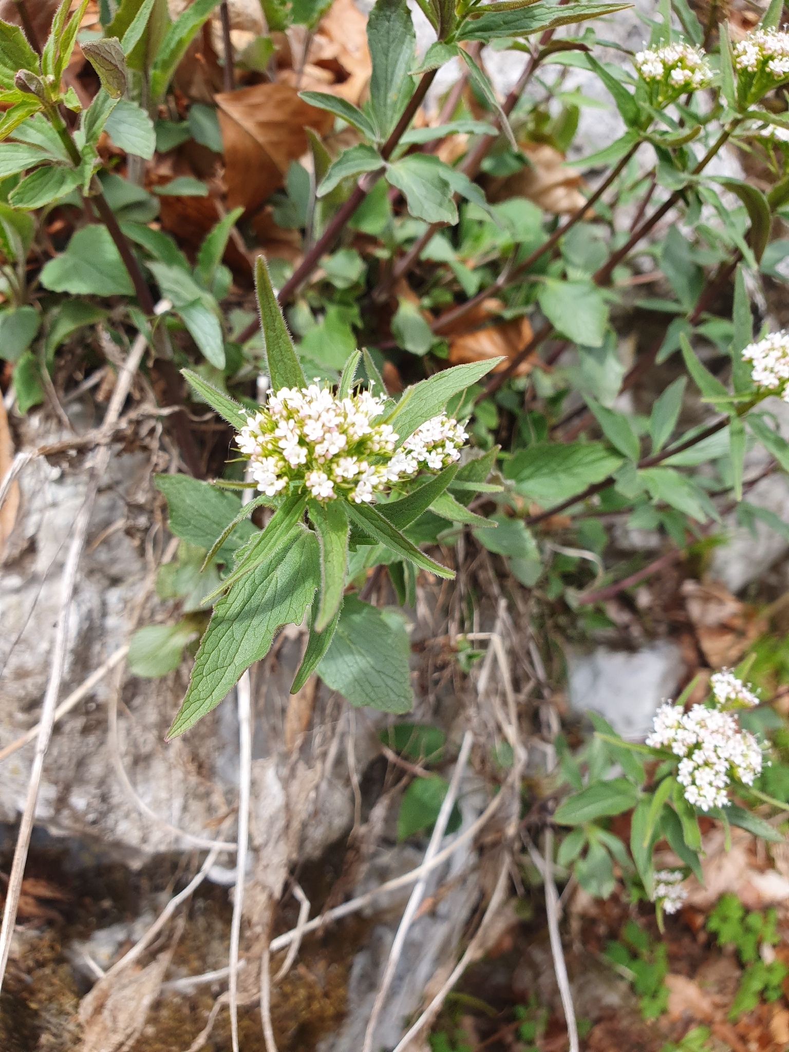 Three-Leaved Valerian (Valeriana tripteris)