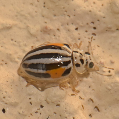 Psyllobora nigrovittata (Psyllobora nigrovittata)