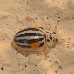 Psyllobora nigrovittata