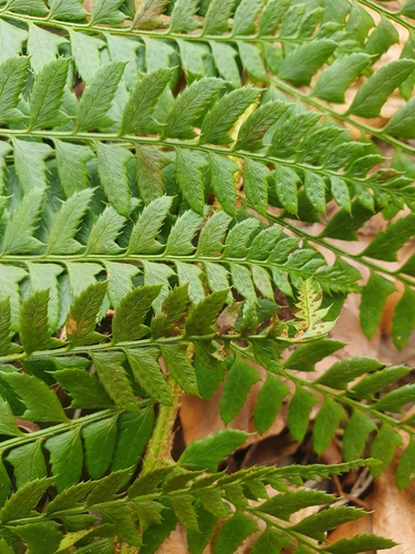 hard shield fern (Polystichum aculeatum)