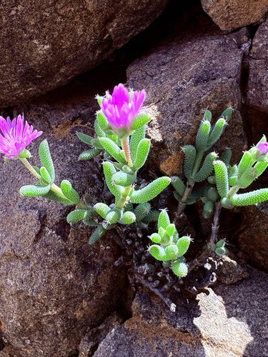 Trichodiadema setuliferum, photograph 4