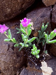 Trichodiadema setuliferum, photograph (c) Christina, some rights reserved (CC BY)