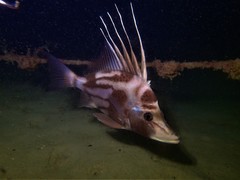 Brown-Spotted Boarfish photo 2