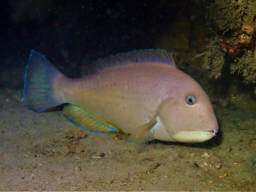 Baldchin Groper