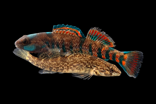 Rainbow Darter, photo 3 of 10