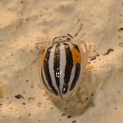 Psyllobora nigrovittata